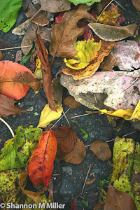 Autumn Leaves