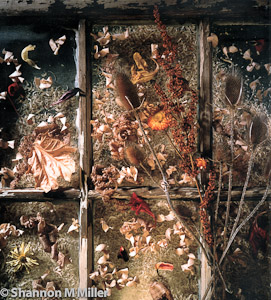 Autumn Window