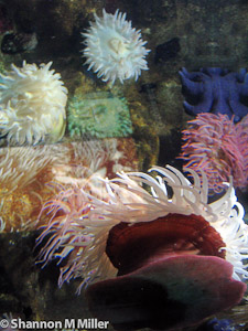 Coral Bath