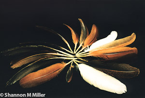 Feathers