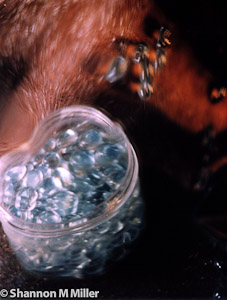 Marbles