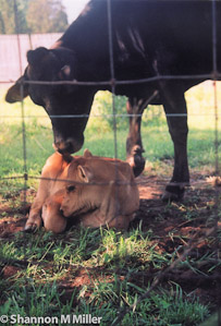 Penny & Copper