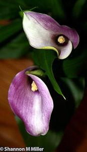Purple Lily Insides