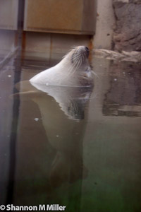 Seal Solitude
