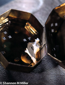 Shell in Metal Box