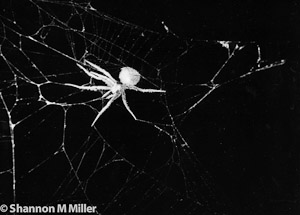 Spider in Web