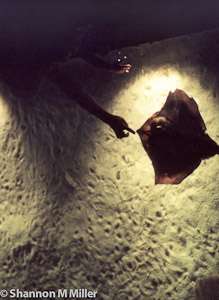 Sting Ray Touch