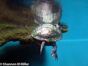 Turtle Butt