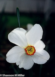 White Flower