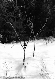 WinterScene