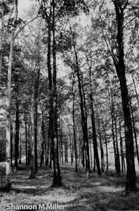 Woods
