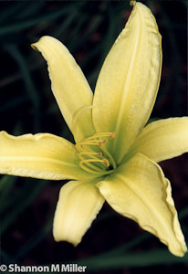 Yellow Lily